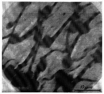 first electron micrograph