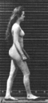 animation of Muybridge's Woman Walking