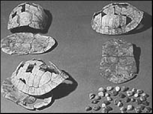 photo of the Jiahu tortoiseshells